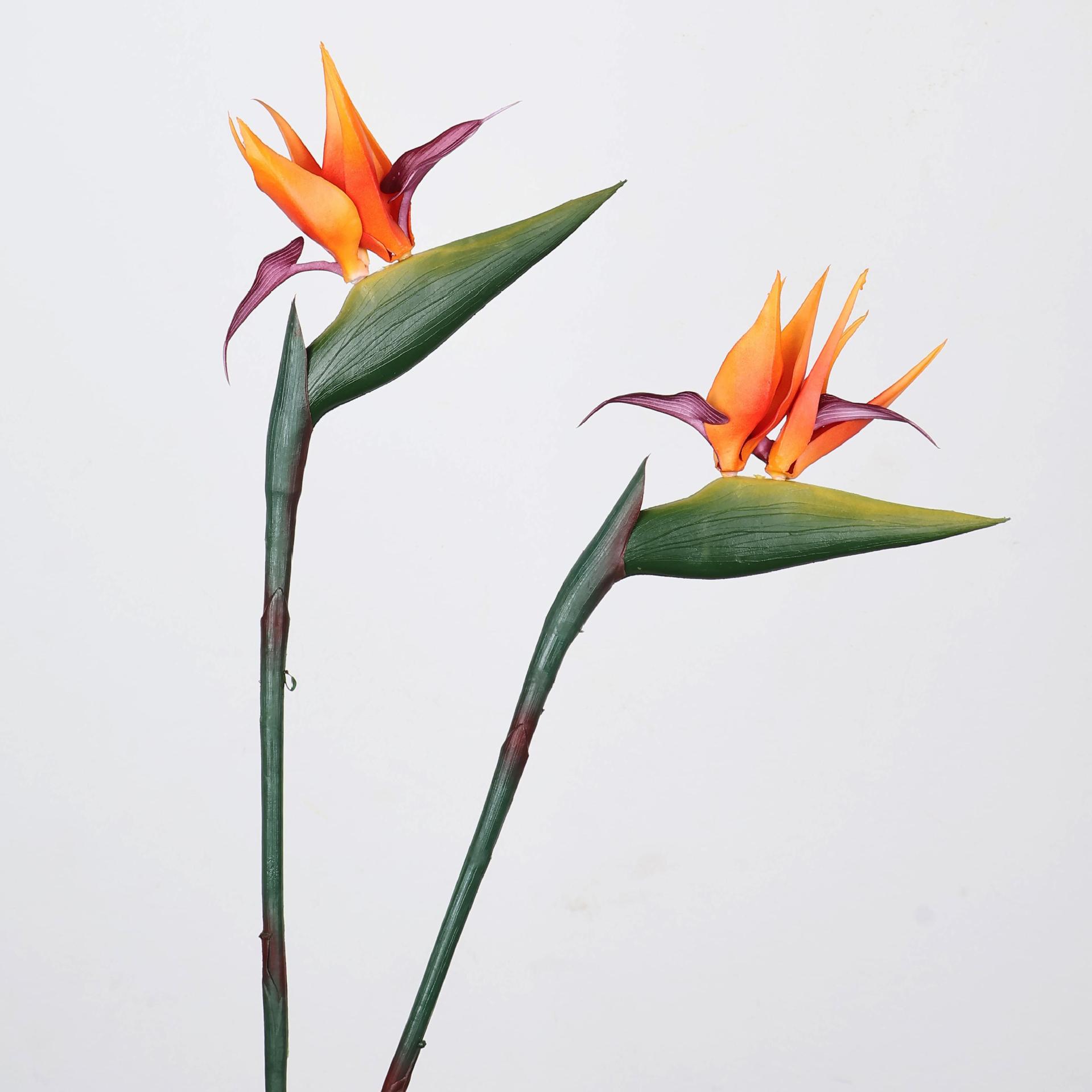 Tanaman Burung Cendrawasih Bua - Florist Supply Bulk ulasan dan harga